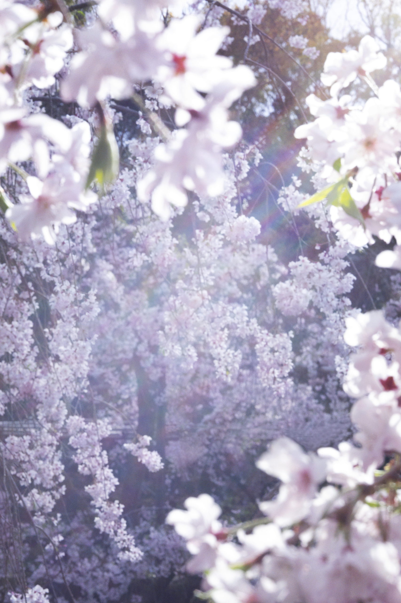 東京都庭園美術館にて蜷川実花「瞬く光の庭」展が開催| LUX-BLO（ラグブロ。）